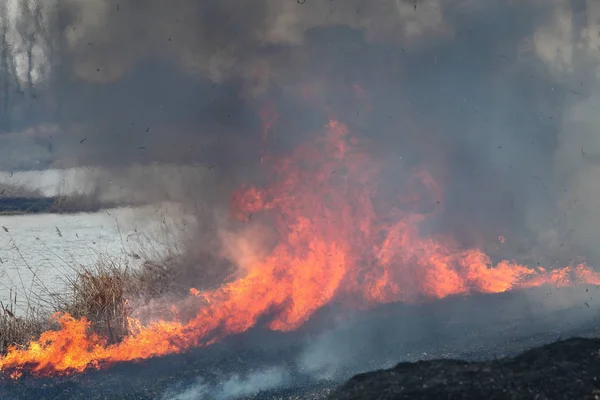 Desastre Natural Incendio Destruyendo Hierba Caña Arbusto Orilla Del Río — Foto de Stock