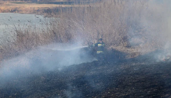 Természeti Katasztrófa Tűzoltó Eloltja Tüzet Hogy Elpusztítja Cukornád Bokor Folyóparton — Stock Fotó