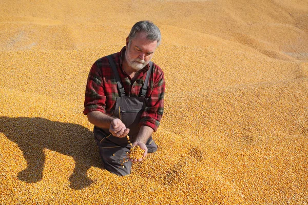 Farmer and corn crop pile after harvest — Stock Photo, Image