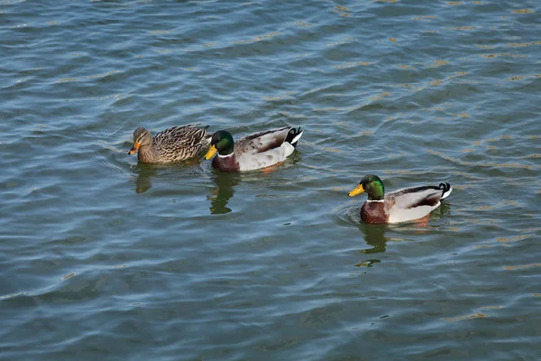 Adult ducks in river or lake water — Stock Photo, Image