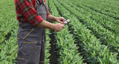 Çiftçi soya bitkileri alanı inceleyerek