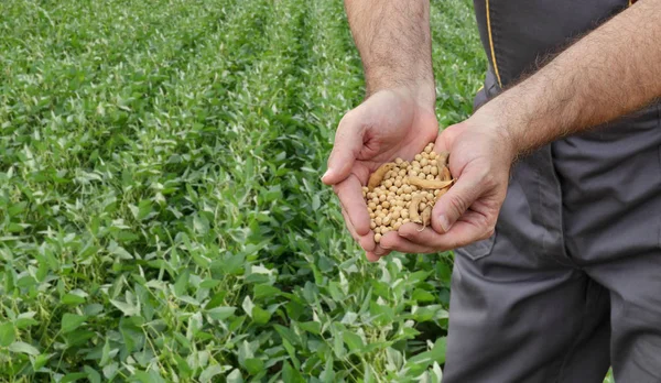 Farmer and soy bean crop and field concept — Stock Photo, Image