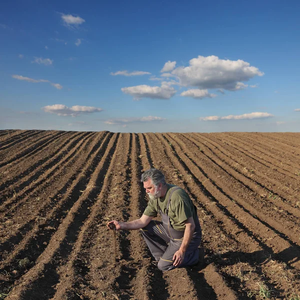 Rolnik lub agronom kontroluje pole uprawne — Zdjęcie stockowe