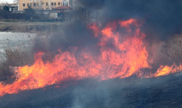 Fire in marsh, natural disaster — Stock Photo, Image