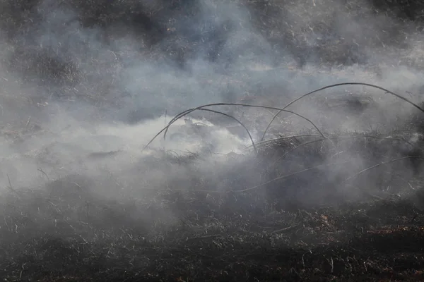 Incendio en pantano, desastre natural —  Fotos de Stock