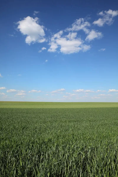 Scène agricole, champ de blé au printemps — Photo