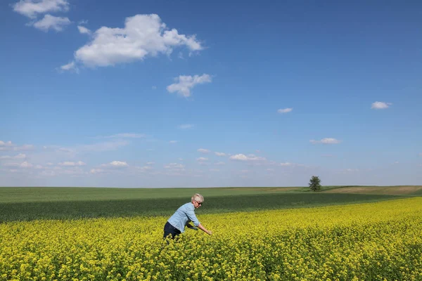 Agricultora examinando campo de colza florescente na primavera — Fotografia de Stock