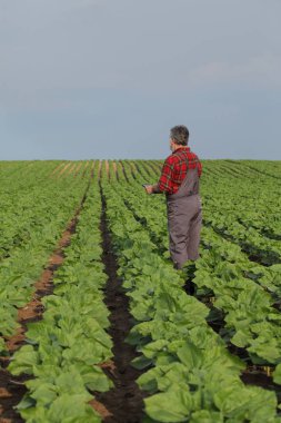 Tarım, çiftçi tablet kullanarak ayçiçeği alanı incelenmesi