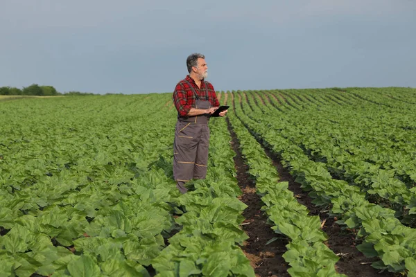 Сельское хозяйство, фермер изучает подсолнечное поле с помощью планшета — стоковое фото