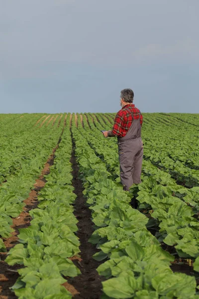 Tarım, çiftçi tablet kullanarak ayçiçeği alanı incelenmesi
