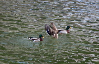 Nehir veya göl suda yetişkin ördekler