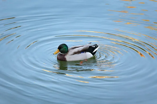 Adult duck in river or lake water — Stock Photo, Image