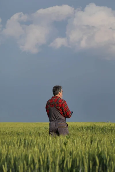 Agricultura, agricultor examinando campo de trigo usando tableta — Foto de Stock