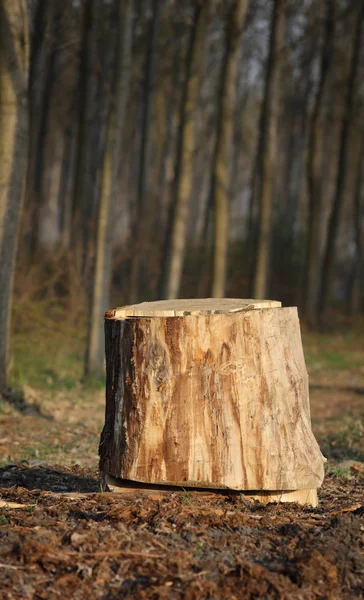 Träd stubbe i en skog — Stockfoto