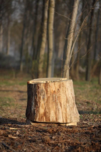 Tree stump in a forest — Stock Photo, Image