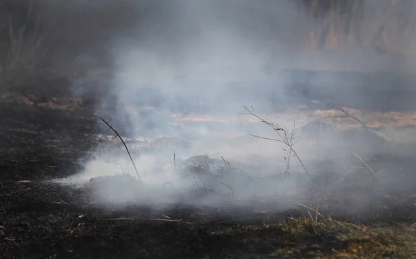 Foc în mlaștină, dezastru natural — Fotografie, imagine de stoc