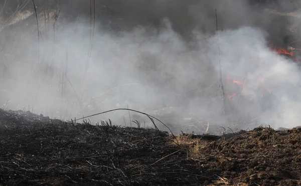 Foc în mlaștină, dezastru natural — Fotografie, imagine de stoc