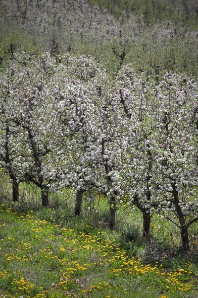 Blommande orchard under våren — Stockfoto