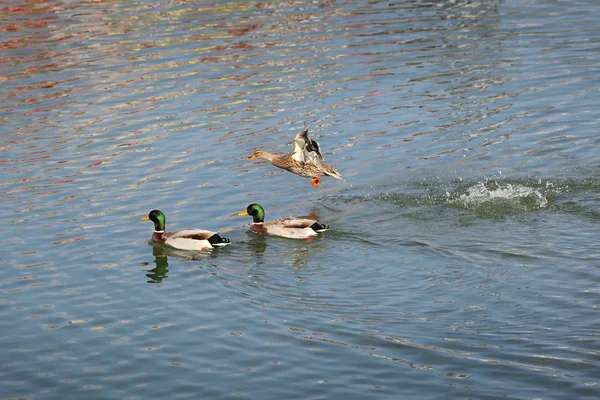 Adult ducks in river or lake water — Stock Photo, Image