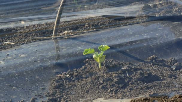 Piccola Piantina Anguria Melone Sotto Piccola Serra Plastica Protettiva Agricoltura — Video Stock