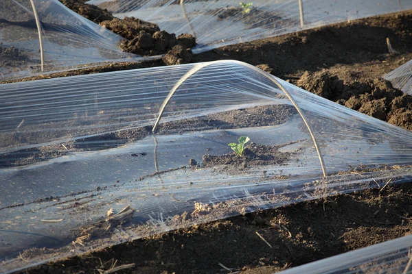 Watermelon or melon planting in field — Stock Photo, Image