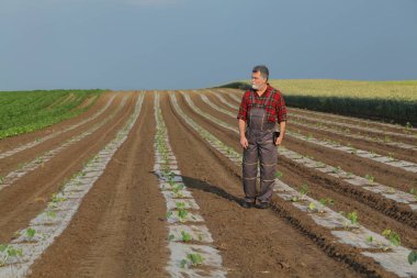 Tarlada kavun ekimini denetleyen çiftçi
