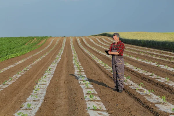 Фермер осматривает посадку дыни в поле — стоковое фото