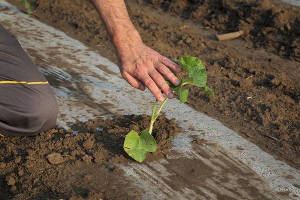 Melonenanpflanzung auf dem Feld, Landwirt berührt Pflanze — Stockfoto