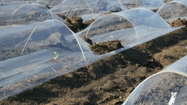 Wassermelone oder Melone auf dem Feld pflanzen — Stockvideo