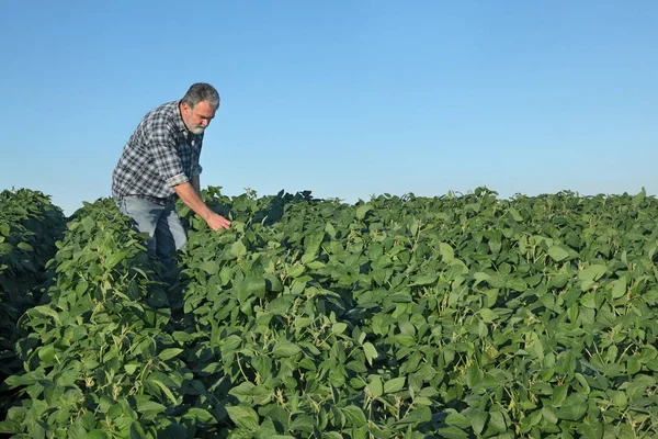 Boer inspecterende sojaboon planten veld — Stockfoto