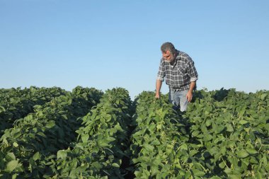 Çiftçi soya fasulyesi bitkileri alanı teftiş