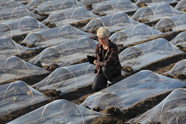 Watermelon or melon planting in field and female farmer — Stock Photo, Image