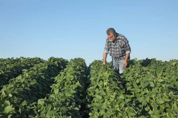 Landwirt inspiziert Feld mit Sojabohnenpflanzen — Stockfoto