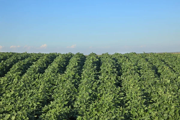 Agriculture, plants de soja dans les champs — Photo