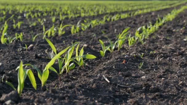Ряды Молодых Зеленых Кукурузных Растений Поле Закате Сельское Хозяйство Весной — стоковое видео