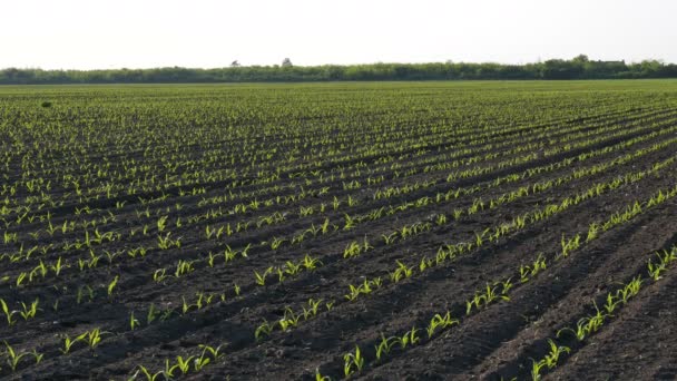 Agricultor Agrónomo Caminando Inspeccionando Calidad Las Plantas Maíz Campo Hablando — Vídeos de Stock