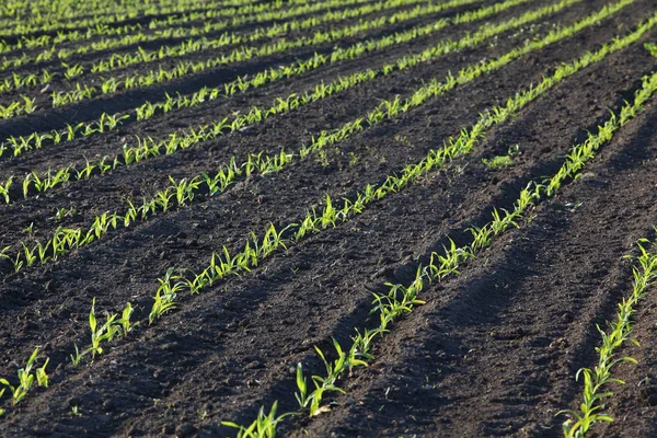 Kukuřičná rostlina v terénu, jarní čas — Stock fotografie