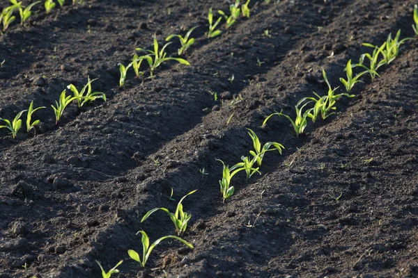 Groene maïsplant in veld, lente tijd — Stockfoto