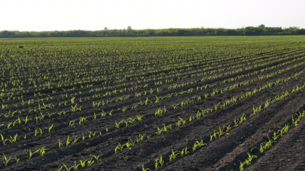 Filas Plantas Jóvenes Maíz Verde Campo Atardecer Agricultura Primavera — Vídeos de Stock