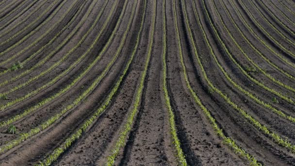 Filas Plantas Jóvenes Maíz Verde Campo Atardecer Agricultura Primavera — Vídeos de Stock