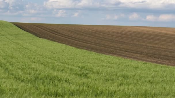 トウモロコシ畑を背景にした緑小麦畑 春の農業 — ストック動画