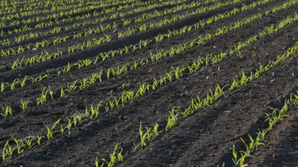 春の農業 日没のフィールドの若い緑のトウモロコシの植物の行 — ストック動画