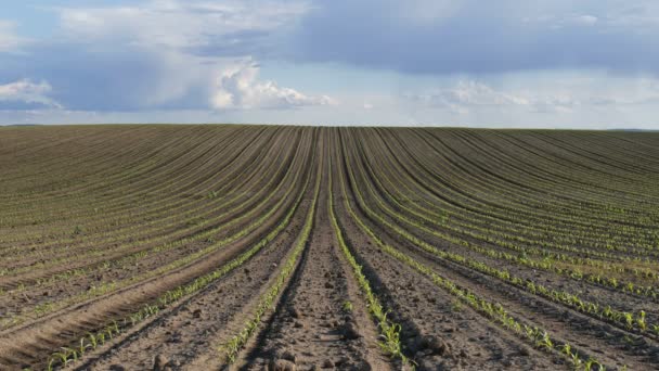 Filas Plantas Jóvenes Maíz Verde Campo Agricultura Primavera — Vídeos de Stock