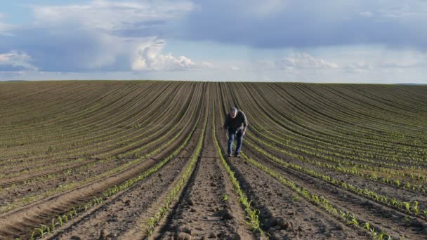 Agricultor Agrónomo Caminando Inspeccionando Calidad Las Plantas Maíz Campo — Vídeo de stock