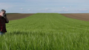 Tarladaki buğday bitkilerinin kalitesini inceleyen ve cep telefonuyla konuşan çiftçi veya ziraatçı