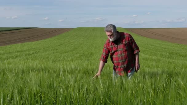 Agricultor Agrónomo Que Inspecciona Calidad Las Plantas Trigo Campo Toma — Vídeo de stock