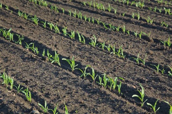 Grüne Maispflanze auf dem Feld, Frühlingszeit — Stockfoto