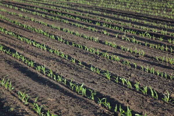 Groene maïsplant in veld, lente tijd — Stockfoto