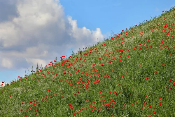 Zona de montaña con hierba y amapola —  Fotos de Stock