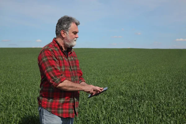 Farmer examining wheat field in spring — Stock Photo, Image